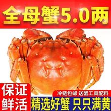 大闸蟹母5.0-5.5两现货苏州鲜活螃蟹8/10只礼盒装阳澄湖镇厂家