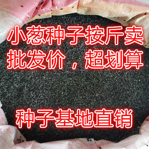 小葱种子大葱种子批发包邮按斤卖南北方四季葱籽-阿里巴巴