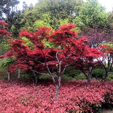 四季红枫树苗日本黄金枫室外庭院大苗风景树观叶植物室内盆栽老桩