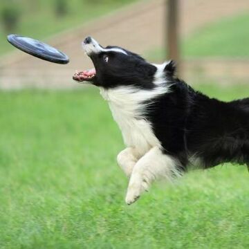 边境牧羊犬幼犬活体狗狗边牧工作犬护卫犬宠物狗三色双色三通边牧