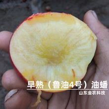 新品种嫁接鲁油4号桃树苗6月初成熟早熟黄肉特大油桃苗当年结果