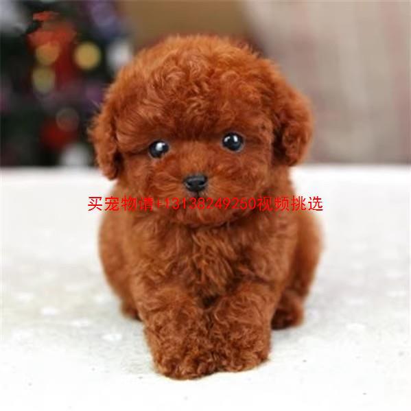 纯种泰迪犬幼犬活体小泰迪狗长不大的茶杯泰迪贵宾犬宠物狗活体