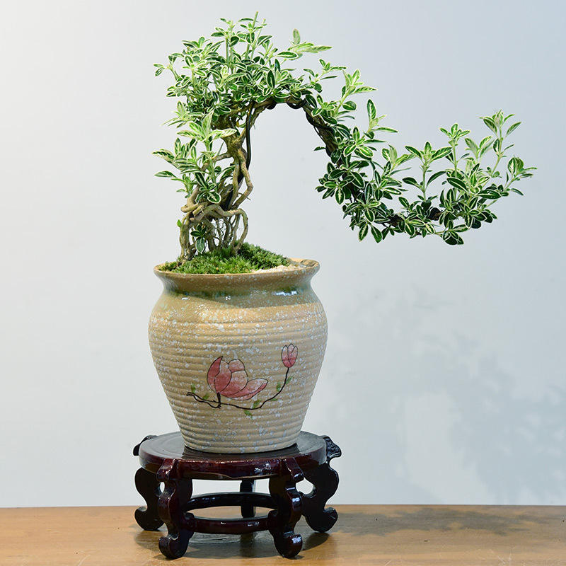 盆景花卉手工-盆景花卉手工厂家,品牌,图片,热帖-阿里巴巴