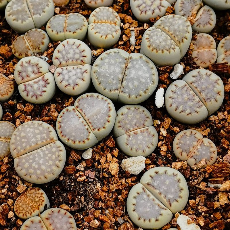 大棚基地直供批发多肉植物生石花饼干寿丽绿植盆栽花卉园艺石头花