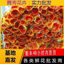 云南昆明非洲菊太阳花扶郎花鲜花插花花店用花直发批发