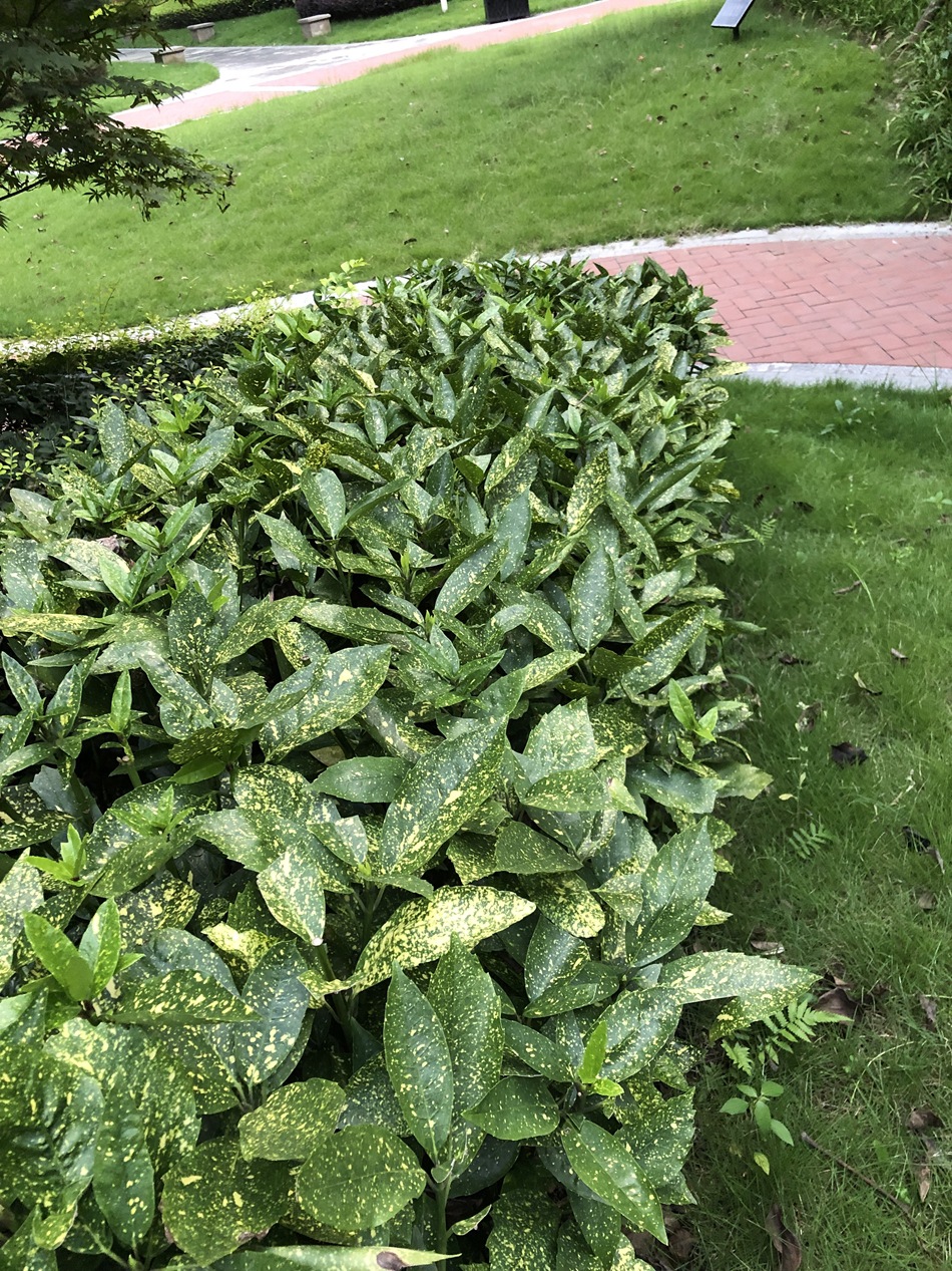 洒金珊瑚 洒金桃叶珊瑚 花叶青木 花叶植物 绿化地被灌木植物