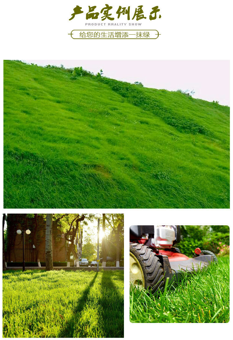 绿化护坡狗牙根草坪四季常青耐践踏多年生混播狗牙根黑麦草高羊茅