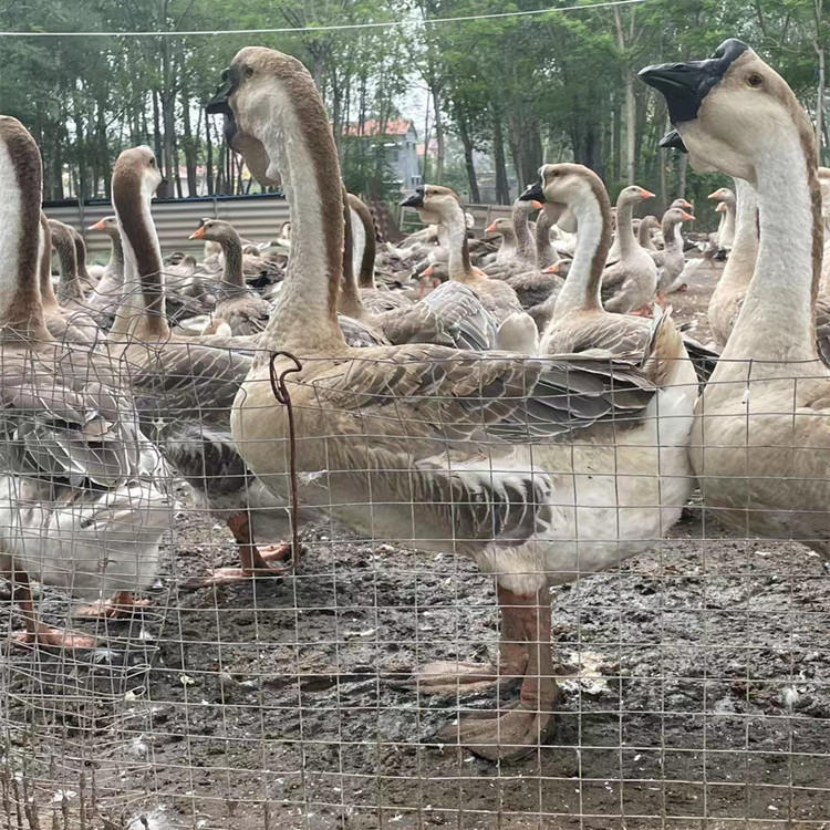 哪里有卖成年狮头鹅的 大体型狮头鹅幼苗 长期供应鹅苗