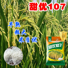 甜优107水稻种子 早熟粒大米质优  种稻好选择 甜优来帮忙