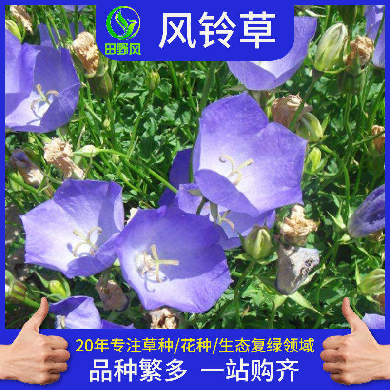 多年生风铃草种子风铃花宿根花卉种子室外绿化室内盆栽现货批发