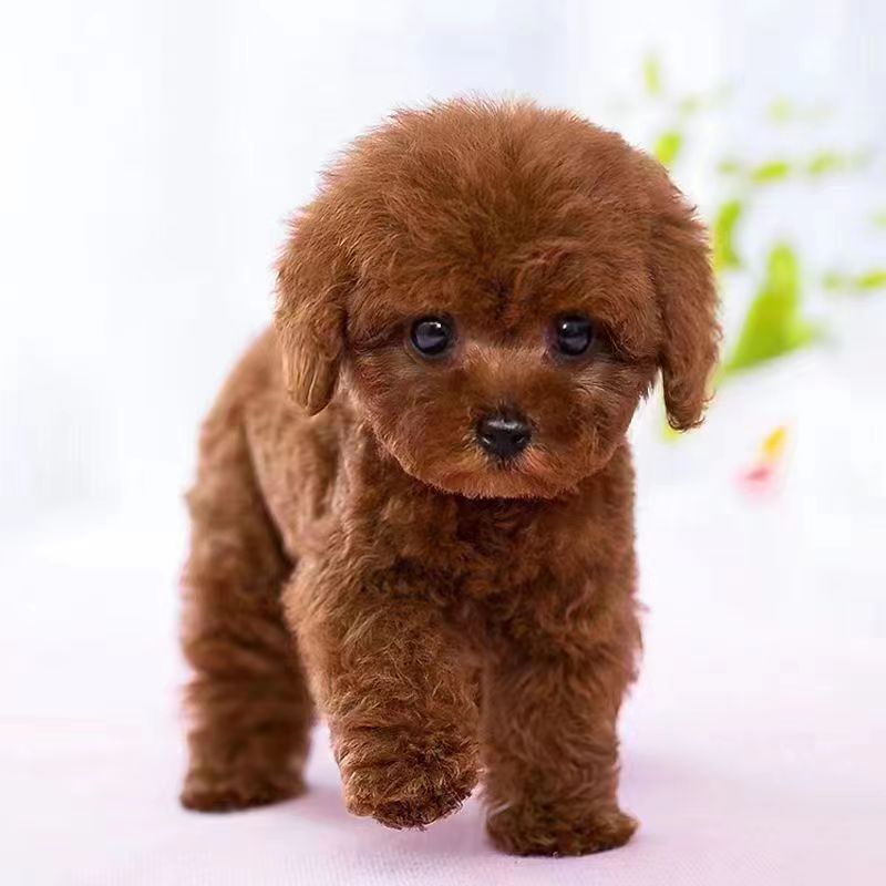 泰迪纯种幼犬可爱小狗泰迪贵宾犬宠物狗活物小狗幼崽真狗狗-阿里巴巴