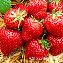 草莓种子多季种植奶油草莓籽多季草莓籽草莓种籽子水果花卉种孑