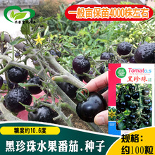黑珍珠水果番茄种子 农田菜园叶浓绿硬果黑紫色脆嫩黑西红柿籽