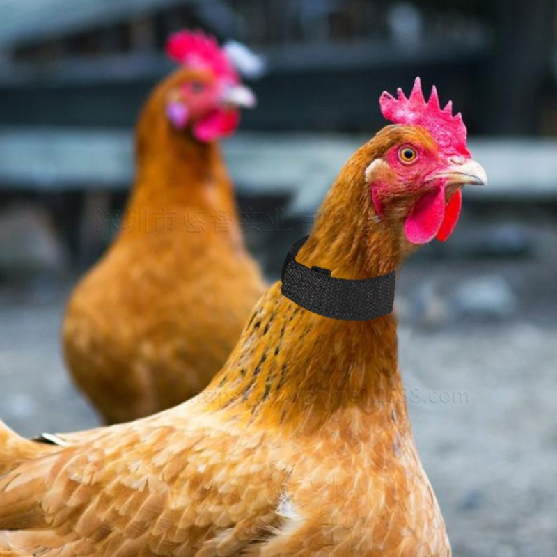 宠物鸡脖子保护器 鸡鸭防钩颈带 家禽防打鸣啼叫项圈