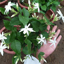 一件代发香花单瓣笔尖茉莉独杆茉莉花苗盆栽室内清香可食用多规格