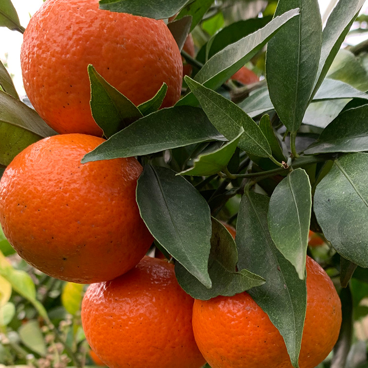 东方红桔  东方红桔苗 糖桔柑桔苗 基地直发 欢迎订购