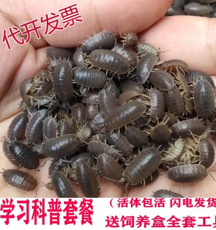中通快速现抓包活鼠妇虫潮虫 西瓜虫鼠球活体昆虫爬虫宠物