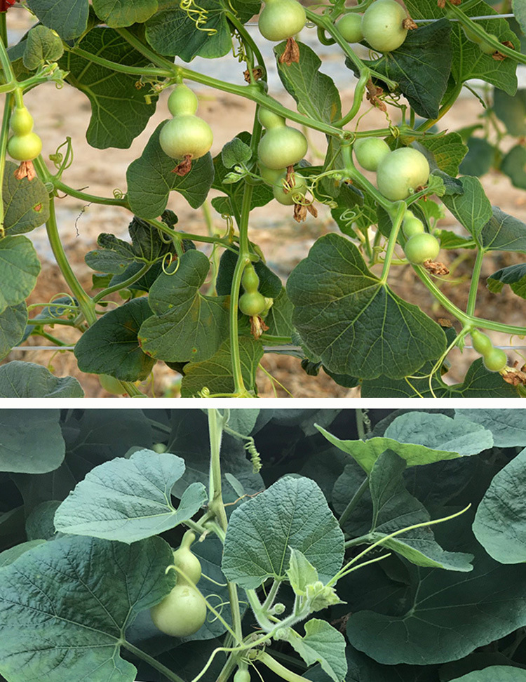 文玩手捻小葫芦种子 庭院阳台盆栽种植摆件品相好小葫芦籽易发芽