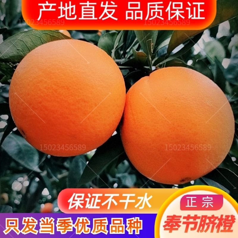 重庆奉节脐橙纽荷尔福本孕妇新鲜带叶当季现摘橙子大果9斤整箱5斤