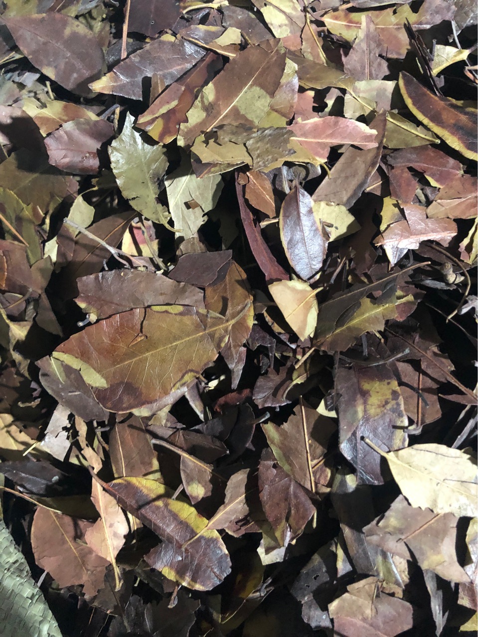 批发中药四季青 青 红 红冬青 大叶冬青 油叶树 树顶子 各种规格