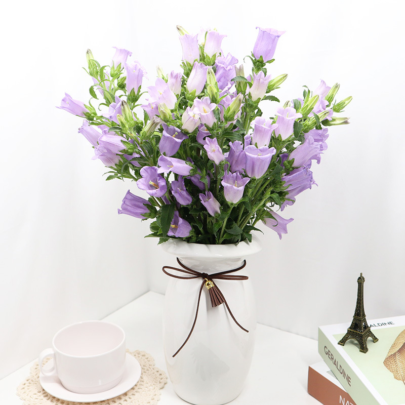 风铃草鲜花云南花束真花家用基地直发水养昆明市场斗南插花花市