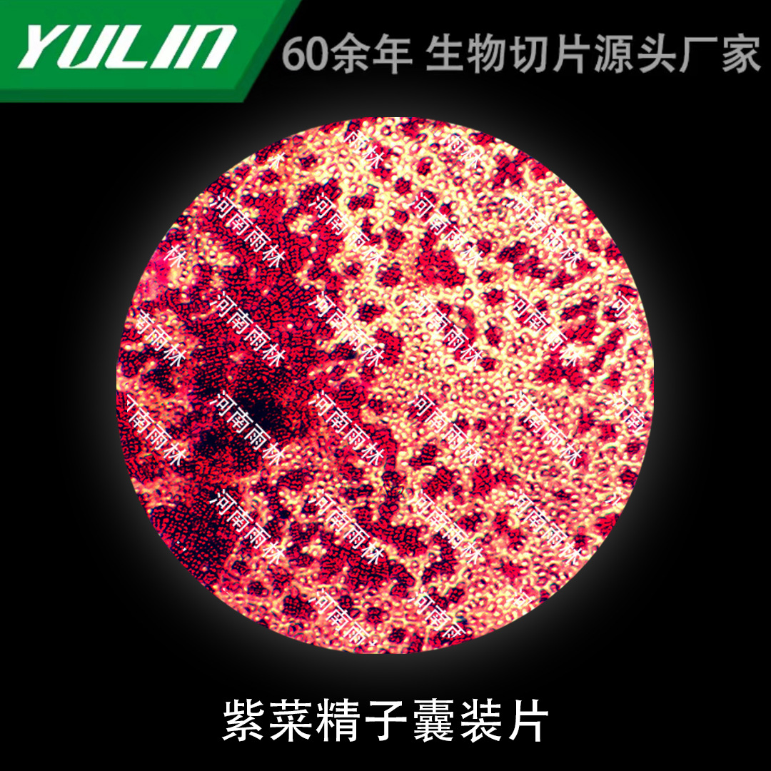 紫菜精子囊装片生物显微镜实验玻片雨林生产切片标本高等院校教学