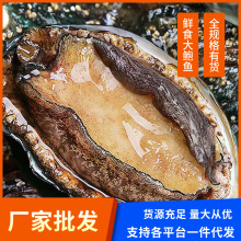 新鲜鲍鱼鲜活速冻即食大号鲍鱼海参捞汁小海鲜佛跳墙原料海鲜批发