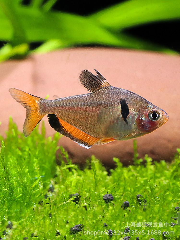 红叉扯旗灯鱼群游鱼热带观赏鱼淡水鱼水族红大勾活体鱼苗宠物批发