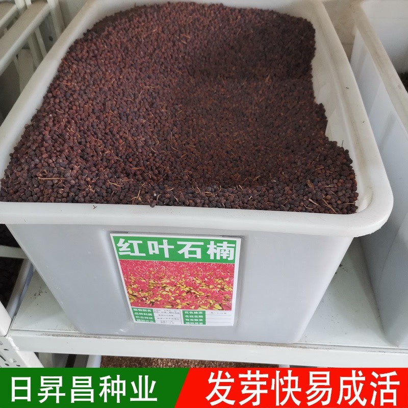 红叶石楠种子彩叶道路庭院小区绿化多年生观叶四季高杆春季树种籽