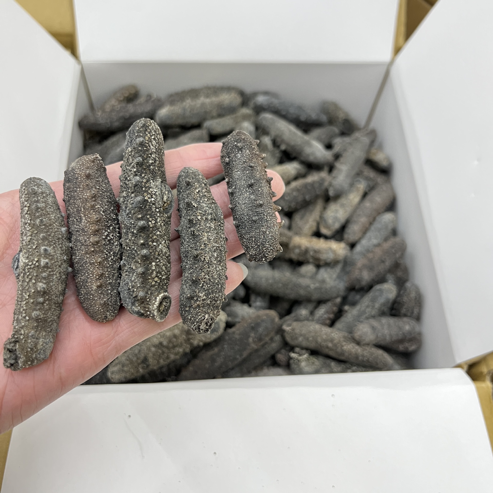 日本北海道天然野生关西参海参干货直销纯淡干辽刺参20-300头