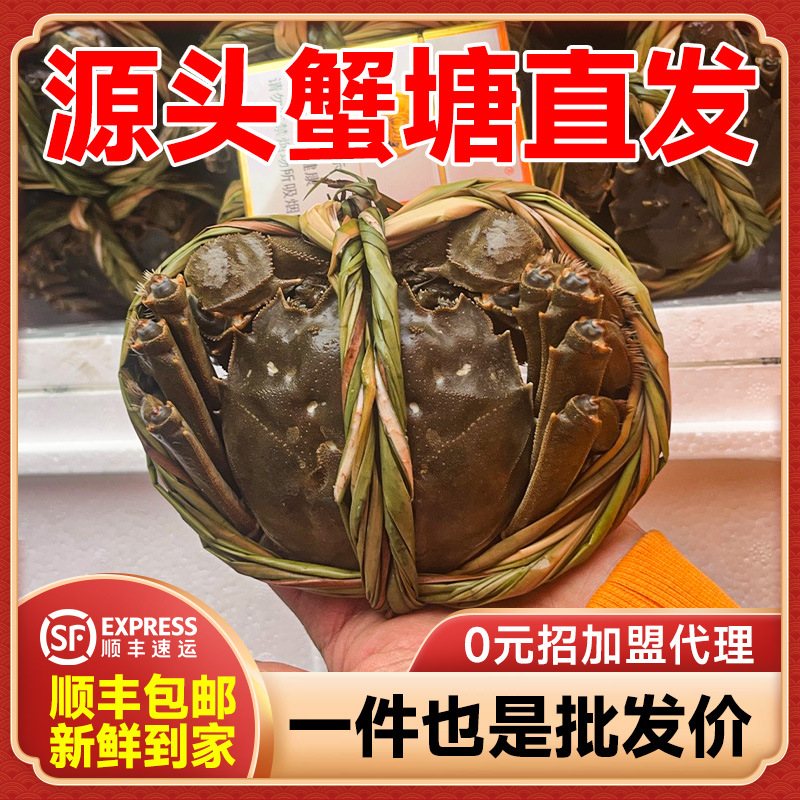江苏州大闸蟹鲜活精品螃蟹全母蟹礼盒包装代理批发一件代发