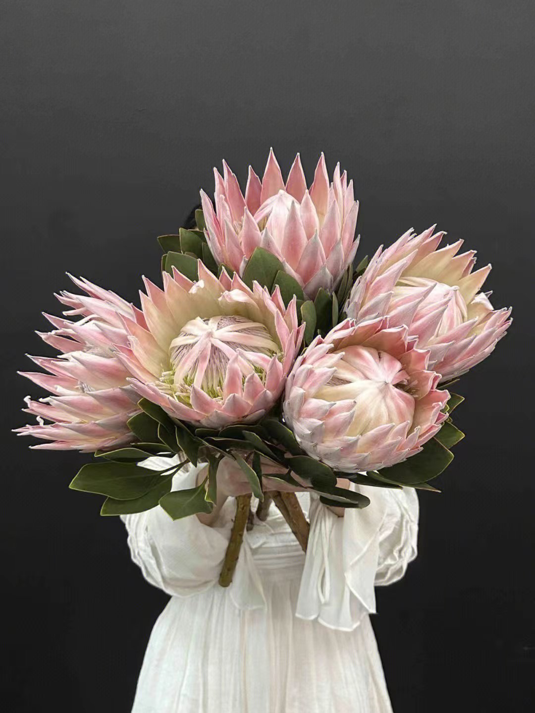 云南直发南非进口超级白粉帝王花鲜花真花ins风高级轻奢花材批发