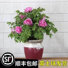 一件代发牡丹花苗盆栽特大苗正宗洛阳观赏菏泽重瓣四季花卉庭院牡