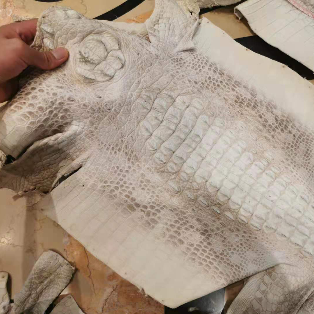 鳄鱼骨皮标本展示皮喜马拉雅鳄鱼背骨整张皮具工作室背景装饰皮