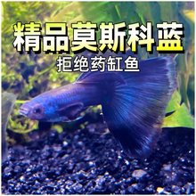 莫斯科蓝孔雀鱼冰蓝大尾大背精品纯种小型热带观赏下崽怀孕母活鱼