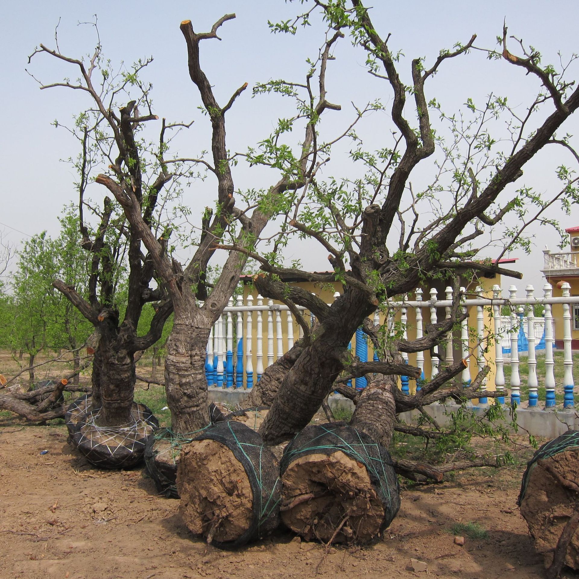 古枣树价格厂家