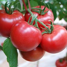 168大番茄种子 苗春季秋季阳台盆栽老品种红果大西红柿柿子种籽
