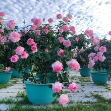 月季特大花浓香果汁阳台庭院花卉植物盆栽蔷薇四季玫瑰花苗带花苞