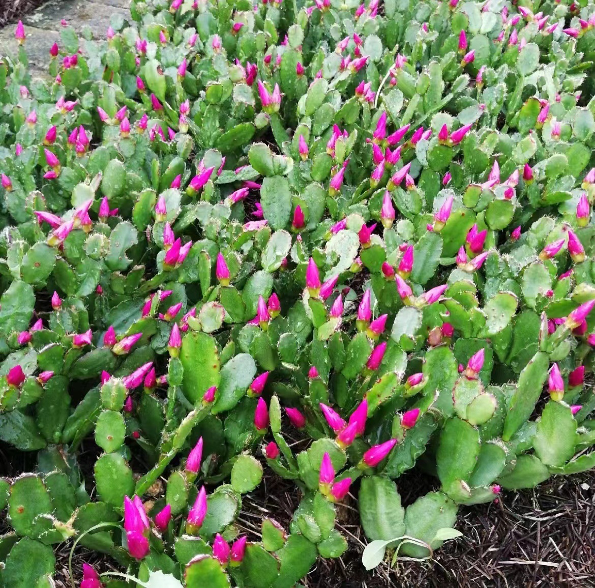 《天子兰》2022跑江湖摆地摊展会苗圃天子蓝 蟹爪兰 兰花苗带花苞