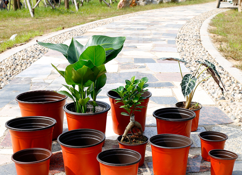 双色软塑育苗钵培育盆盆栽绿植多肉塑料花盆包邮扦插育苗盆