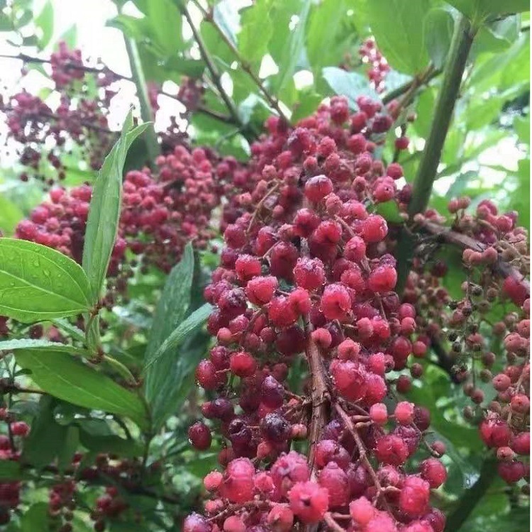 马桑种子批发到新当季新收覆绿柘蚕用造林南方荒山