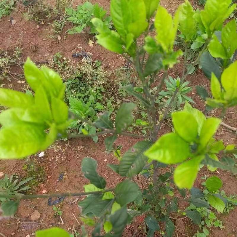 药用福建黄栀子苗栀子苗栀子树中药材种苗药材种苗出售中草药种植