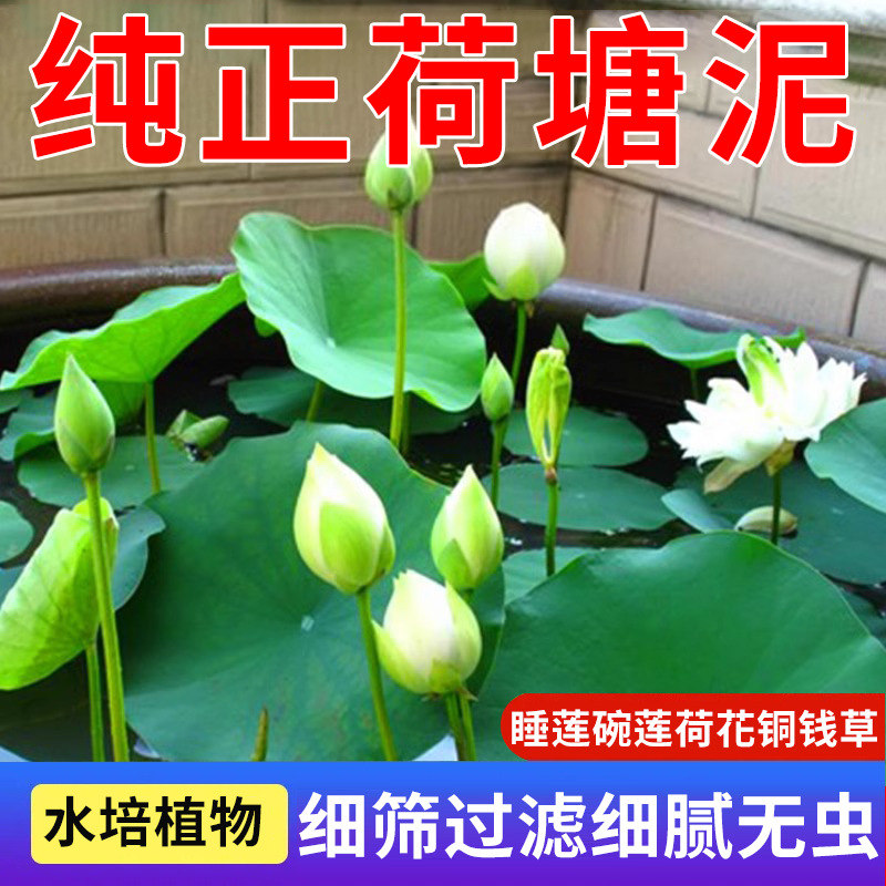 厂家直发荷塘泥碗莲睡莲专用土水生植物营养土荷塘泥淤泥荷花花泥