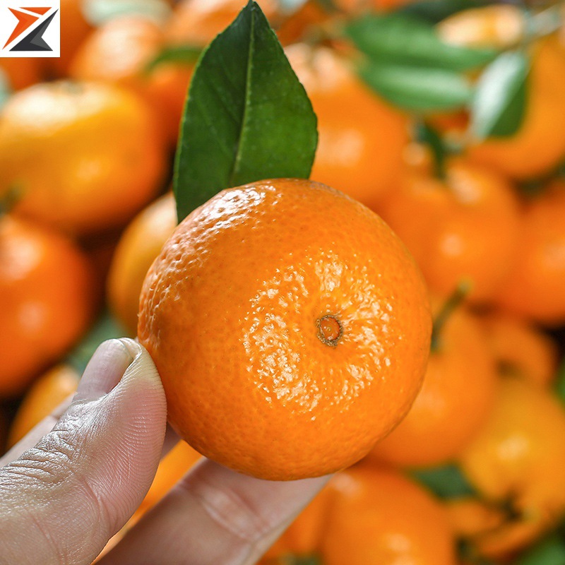 橘子新鲜10斤小砂糖橘蜜橘5广西沙糖桔柑橘金桔超甜当季水果