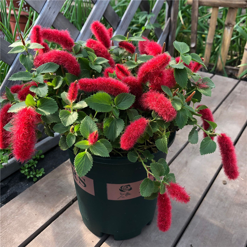 岁岁红盆栽阳台垂吊花卉红樱吊兰植物狗尾红大盆花庭院耐热耐晒