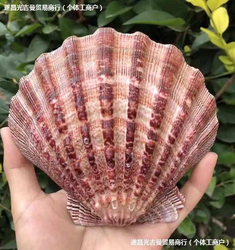 包邮天然狮爪贝超大厚贝壳家居装饰品扇ins摄影道具盘子鱼缸粉色