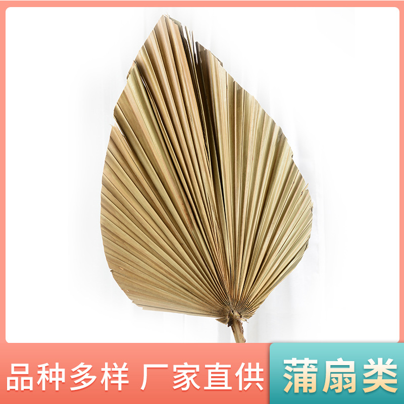 蒲扇干花制品蒲扇棕树叶插花装饰工艺品芭蕉扇花材现货供应批发