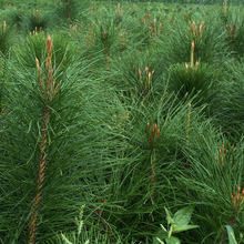 批发新采黑松种子 日本黑松种子东北黑松造型树种子 盆景松树种