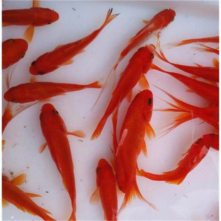 金鱼活体草金大草金金鱼苗锦鲤冷水鱼观赏鱼不用加温龙鱼饲料放生
