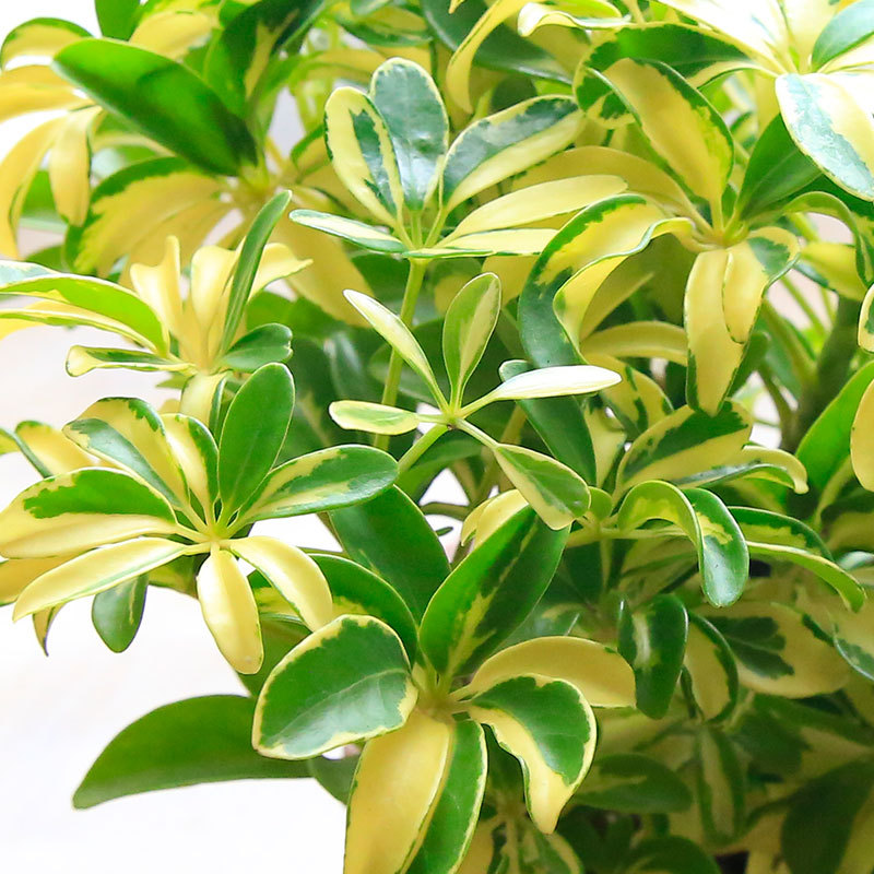 腾飞园艺 只售精品 高颜值花叶鸭脚木锦叶鸭掌木高颜值办公桌盆栽